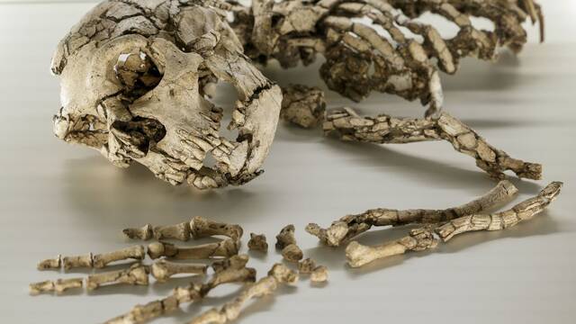Cientficos lanzan la hiptesis ms salvaje sobre los neandertales: un evento espacial pudo acabar con ellos