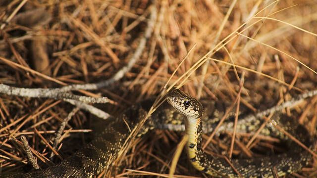 Detectan una peligrosa plaga nunca vista en Mallorca y preocupa a los expertos: 'O nos llenamos de trampas o ellas ganan'
