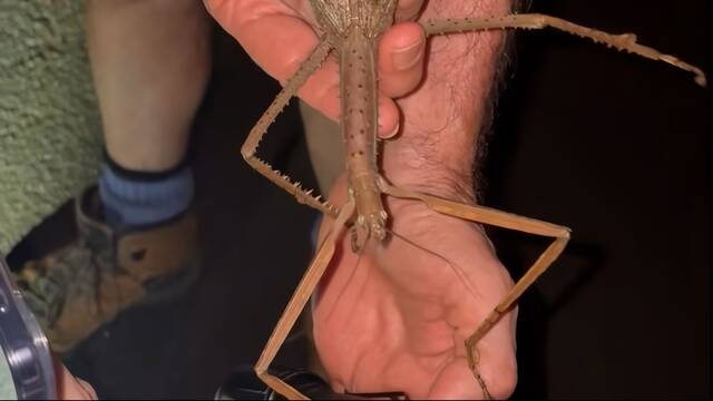 Bilogos descubren en Australia el insecto ms pesado del pas, mide 40 cm y pesa como una pelota de golf: 'Parece de Jumanji'