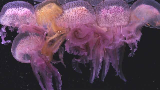 La medusa prpura invade el Mediterrneo y se acerca a playas espaolas: 'Te deja la marca del tentculo'