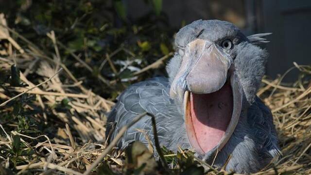 No es ciencia ficcin: El ave gigante capaz de matar cocodrilos aterroriza a los expertos por ser demasiado 'despiadado'