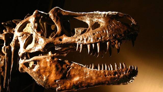 Un fsil de dinosaurio de hace 70 millones de aos esconde la clave para entender el cncer: 'Est todo oculto en el pasado'
