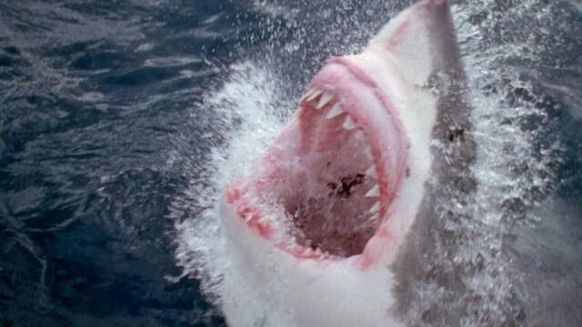 El tiburn blanco pierde el ttulo del depredador alfa del mar: aparece un nuevo enemigo que es una amenaza para la especie