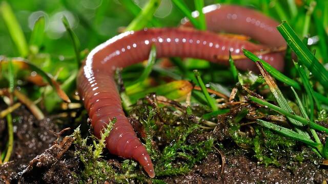 Cientficos espaoles descubren que el secreto de la evolucin se esconde en un gusano: 'No puede ser explicado por Darwin'