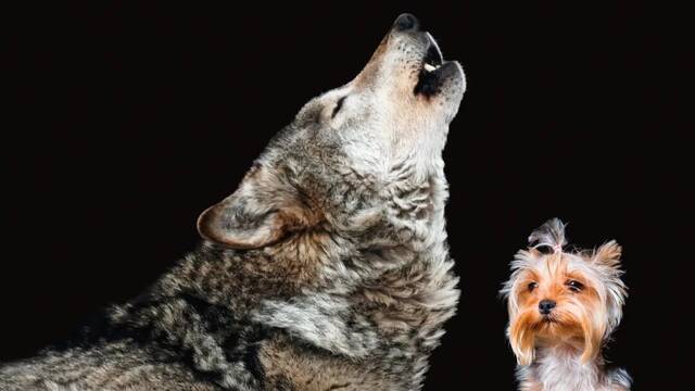 Cientficos descubren que los perros estn evolucionando por culpa de los humanos: 'Es una tercera ola de domesticacin'