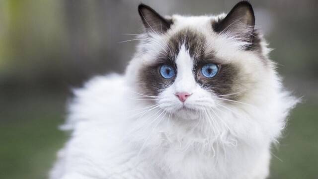 Carlos Guti�rrez, veterinario: 'La mayor�a de los problemas de comportamiento en los gatos tienen su origen en el entorno'