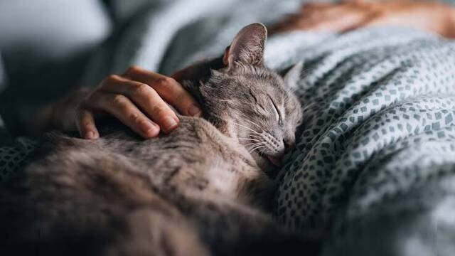 Pablo Olmedo, veterinario: 'Dormir con tu gato aporta seguridad y facilita conciliar el sue�o m�s r�pido'