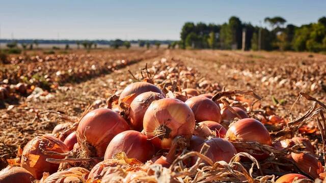 Juan Manuel Romero, agricultor: 'Estoy regalando 200 toneladas de cebollas, es imposible si pagan 13 c�ntimos por kilo'