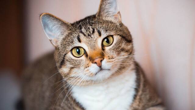 Carlos Guti�rrez, veterinario: 'La mejor diversi�n para un gato est� en una caja de cart�n, reduce su estr�s y aporta seguridad'