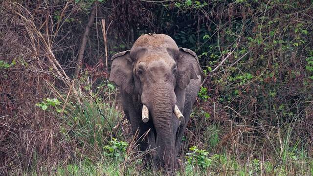 El elefante m�s temido de Nepal vuelve a matar: Dhurbe suma 25 v�ctimas y sigue sin ser capturado 14 a�os despu�s