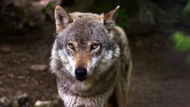 Dinamarca alerta a los turistas: 'Si os encontr�is con un lobo salvaje en plena naturaleza, lo mejor es mantener la mirada fija'