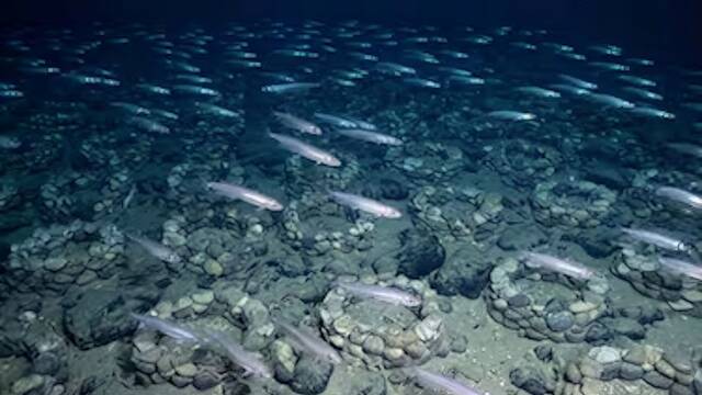 Hallan bajo la Ant�rtida una gigantesca ciudad submarina con m�s de 60 millones de peces: un ecosistema oculto imposible