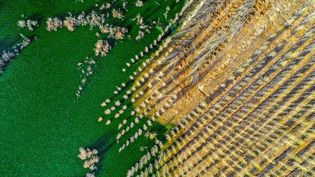 China plant� millones de �rboles hace 48 a�os: 66.000 millones despu�s, su 'Gran Muralla Verde' est� 'aniquilando' ecosistemas