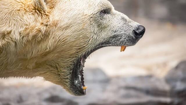 Es oficial: nace el 'Grolar', una especie h�brida de oso surgida tras el cambio clim�tico que aumenta su poblaci�n desde 2017