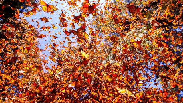 M�xico traj� 1 mill�n de mariposas monarca en 1980: 46 a�os despu�s, han creado un ecosistema propio in�dito de 56.000 hect�reas