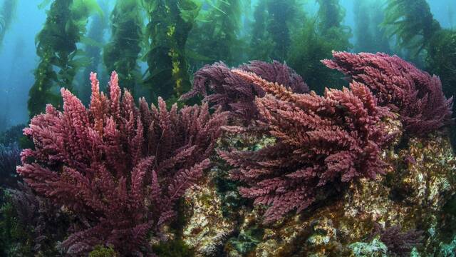 Ya es oficial: detectan en Galicia por primera vez una especie de macroalga tropical invasora que altera el equilibrio ecol�gico