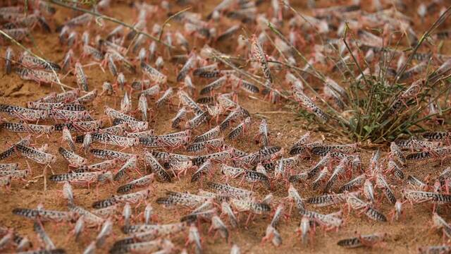 Marruecos cambia de estrategia: drones y biopesticidas para frenar la plaga que devora 80 toneladas de cultivos al d�a