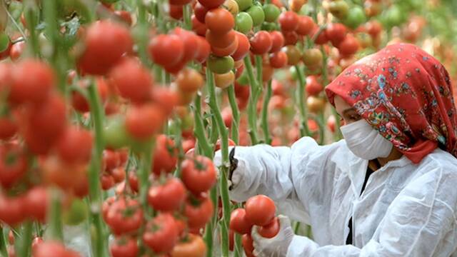 Marruecos cambia de estrategia: actualiza 555.000 hect�reas de regad�o para producir m�s alimentos con menos agua