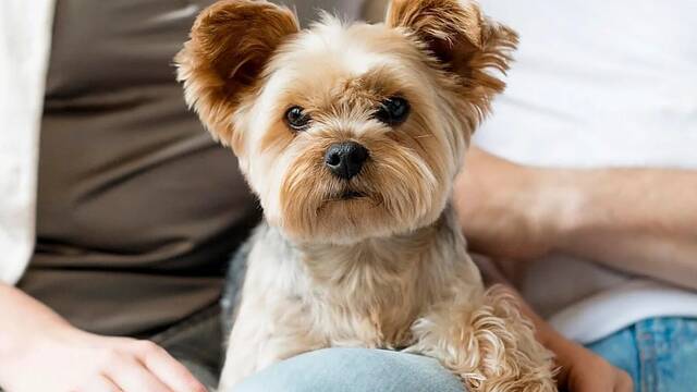La UE cambia las normas para las mascotas: desde 2028 todos los perros y gatos deber�n llevar microchip