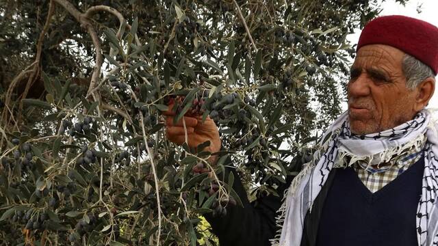 Marruecos da una lecci�n a Espa�a: golpe con el 'oro l�quido' y cambia para siempre el negocio del producto m�s 'made in Spain'