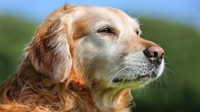 Los veterinarios coinciden: la demencia canina afecta a m�s del 60% de los perros de 15 a�os o m�s