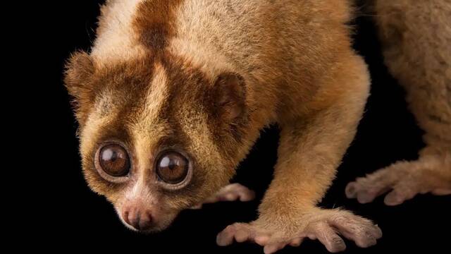 Ni monos ni simios: este es el �nico primate del mundo cuyo veneno puede ser mortal para el ser humano y nadie lo sabe