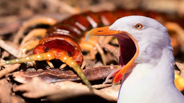 As son los terrorficos ciempis gigantes australianos que devoran miles de aves