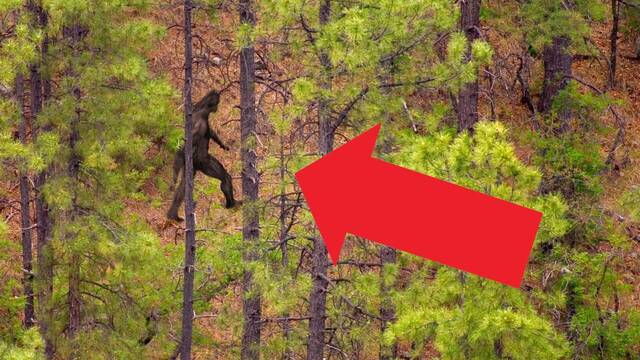 El mítico Bigfoot aparece en un nuevo y enigmático vídeo viral