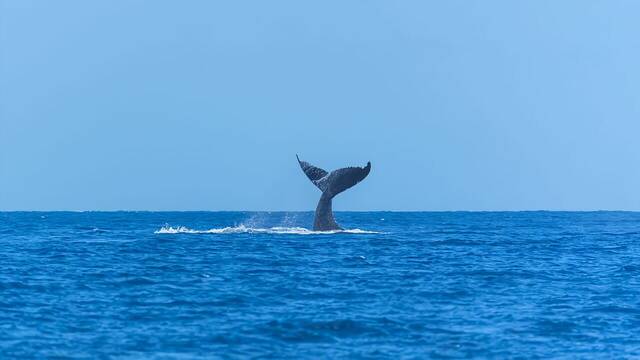 Este inquietante vdeo muestra una ballena completamente 'congelada' con su cola fuera del agua: es real?