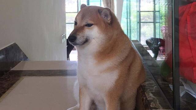 Fallece el perro Cheems, el shiba inu del meme ms famoso de internet e imagen de Dogecoin