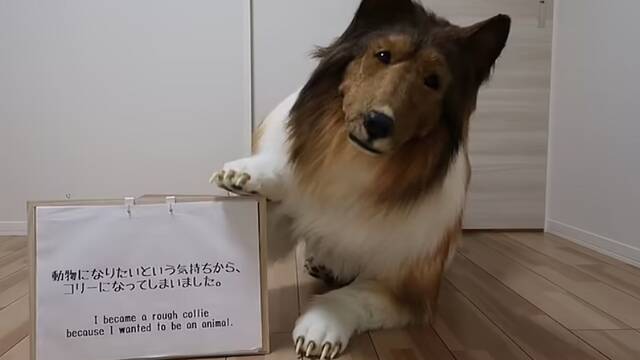 Toco, el japons que quera ser perro rompe su silencio y responde a las burlas y ataques que ha recibido
