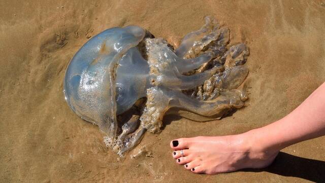 No es solo un mito sino un grave error: por qu orinar en la picadura de una medusa no es buena idea