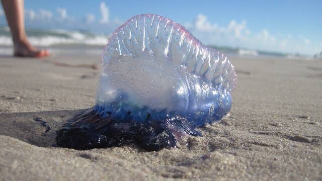 Medusas en las playas espaolas: estas son las que tienen la picadura ms peligrosa