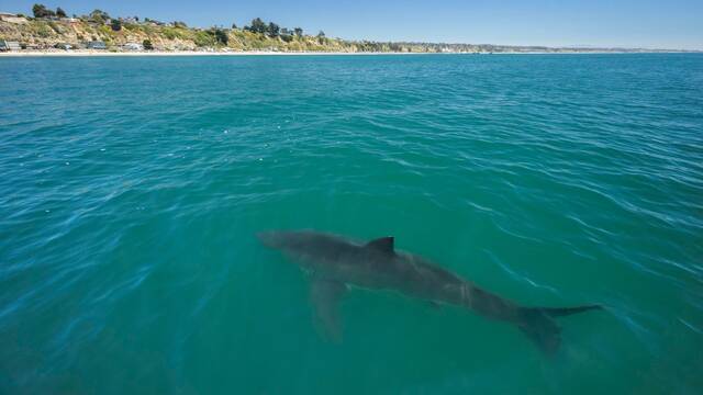 Alarma y preocupacin por un tiburn de ms de dos metros que obliga a desalojar una playa espaola: 'Es una bestia enorme'