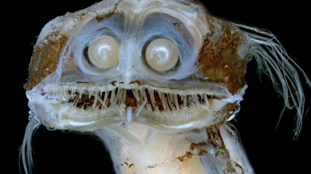 Descubren 40 nuevas y extra�as especies marinas a m�s de 2.500 metros de profundidad en el Atl�ntico: 'Parecen extraterrestres'