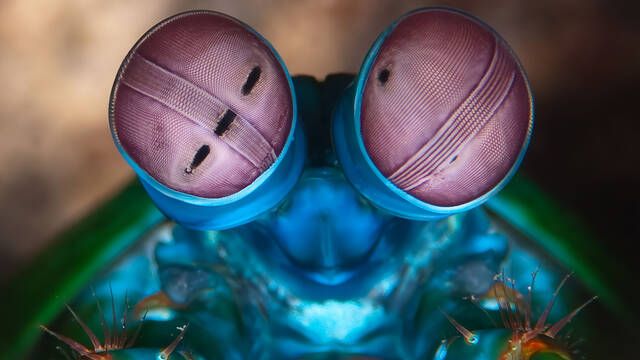 El tibur�n blanco pierde el t�tulo de depredador alfa del mar: esta criatura da pu�etazos a 80km/h y tiene visi�n de superh�roe