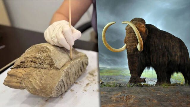 Arque�logos rusos descubren un diente de mamut lanudo de 30 cent�metros en una zona residencial