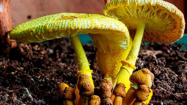 Cient�ficos at�nitos tras el descubrimiento de un hongo que produce oro: 'Podr�a revolucionar la miner�a sostenible'