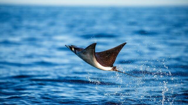Alarma y preocupacin por los 'diablos' que aparecen en las costas del Mediterrneo: 'Es muy mala seal'