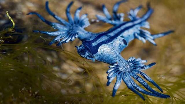 Alarma y preocupacin por la aparicin de dragones azules en las costas espaolas: provocan el cierre de playas para el bao