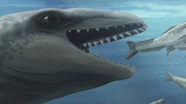 Paleontlogos descubren el fsil de un gigante depredador alfa marino, pariente de las ballenas, ms letal que un megalodn