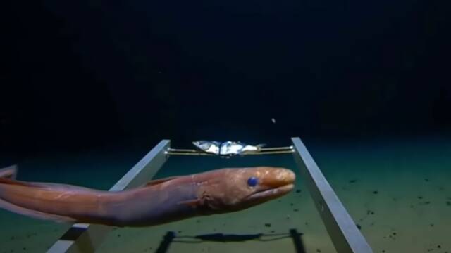 Cientficos exploran una fosa de 9.000 de profundidad entre Rusia y Alaska y hallan un 'infierno' marino: 'Viven felizmente'