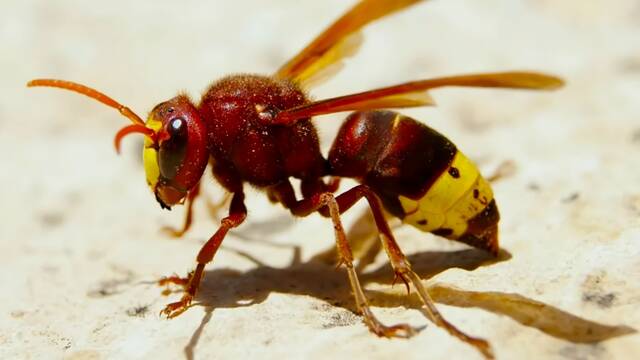 Alarma y preocupacin el avispn oriental, la 'bestia de China' que aterroriza a toda Andaluca: 'No hay forma de detenerlo'