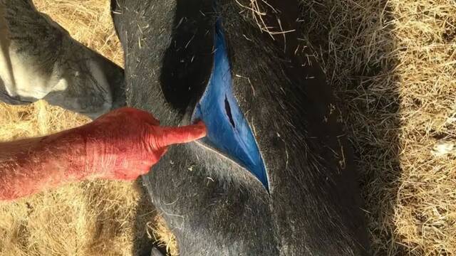 Cazan a un enorme jabal y descubren que el animal tiene carne azul elctrico: 'Hay una explicacin realmente extraa'