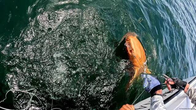 Un pescador captura un enorme tibur�n de dos metros de color naranja que los cient�ficos no saben explicar: 'Es una bestia'