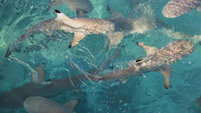 Cient�ficos chinos lanzan una vaca al mar y aparece un grupo de bestias depredadoras marinas que no esperaban