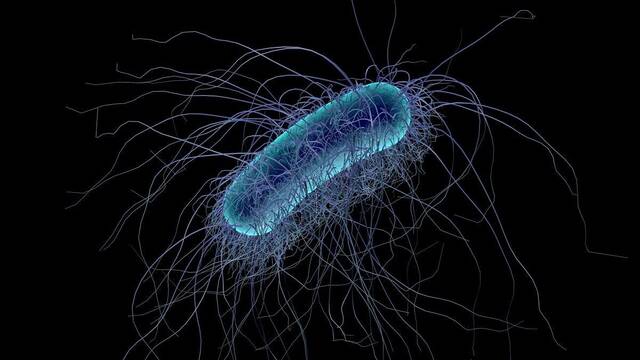 Alarma y preocupaci�n por una peligrosa bacteria que aparece en huracanes cada 40 a�os y ya ha causado dos muertes