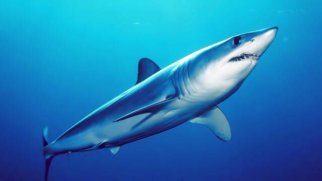 El tiburn azul alerta y aparece de nuevo en esta playa espaola: 'Queda terminantemente prohibido el bao'