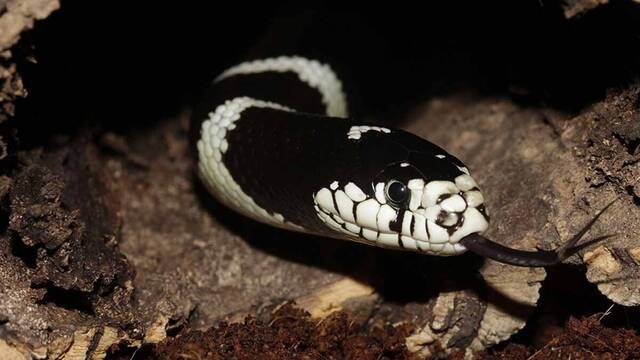 Alerta en Espa�a por la serpiente que arrasa Gran Canaria: 'Invasora, constrictora y letal para la fauna local'