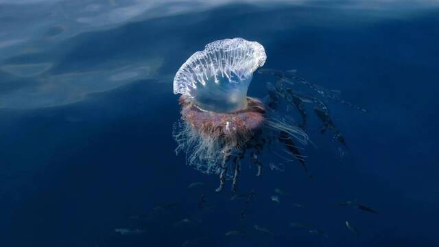 Alerta en Espaa por la presencia de una de las medusas ms peligrosas del mundo: 'Ya ha atacado a 52 baistas'